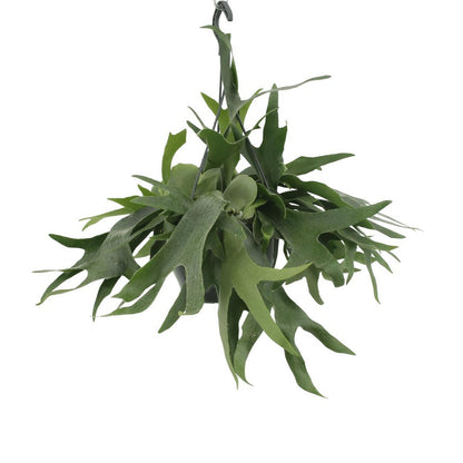 Platycerium Staghorn Hang - Staghorn fern - Ø21cm - ↕50cm