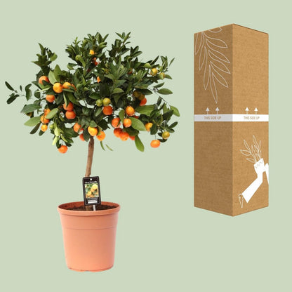 Citrus Calamondin | [P22-H80]