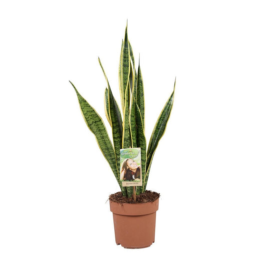 Sansevieria Laurentii | [P17-H60]