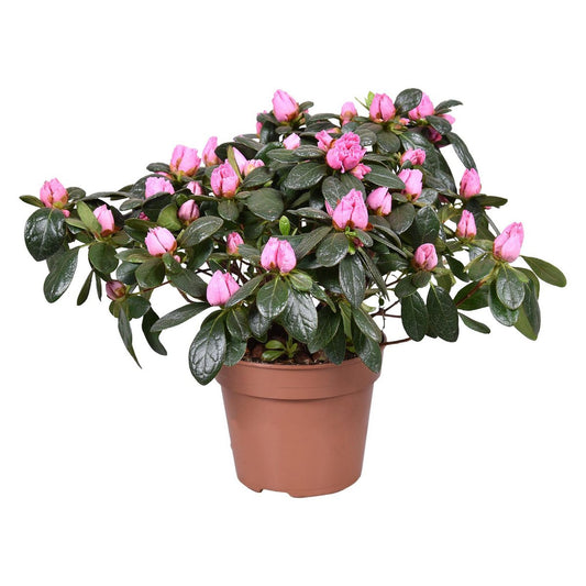 Azalea 'Maggy' Roze 13cm | [P13-H30]