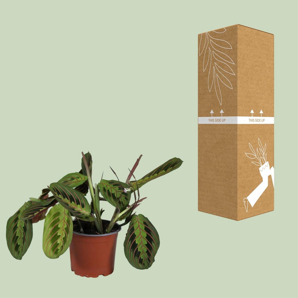 Promo - Maranta Leuconeura Fascinator - Ø12cm - ↕30cm