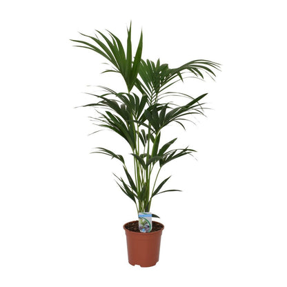 Howea forsteriana - Ø21 - ↨120cm