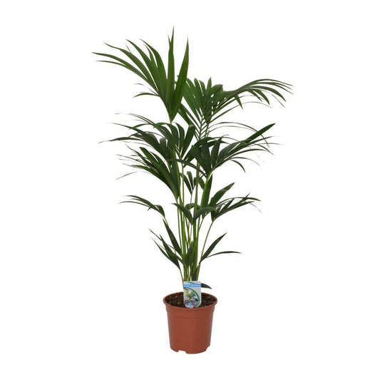 Howea forsteriana - Ø21 - ↨120cm