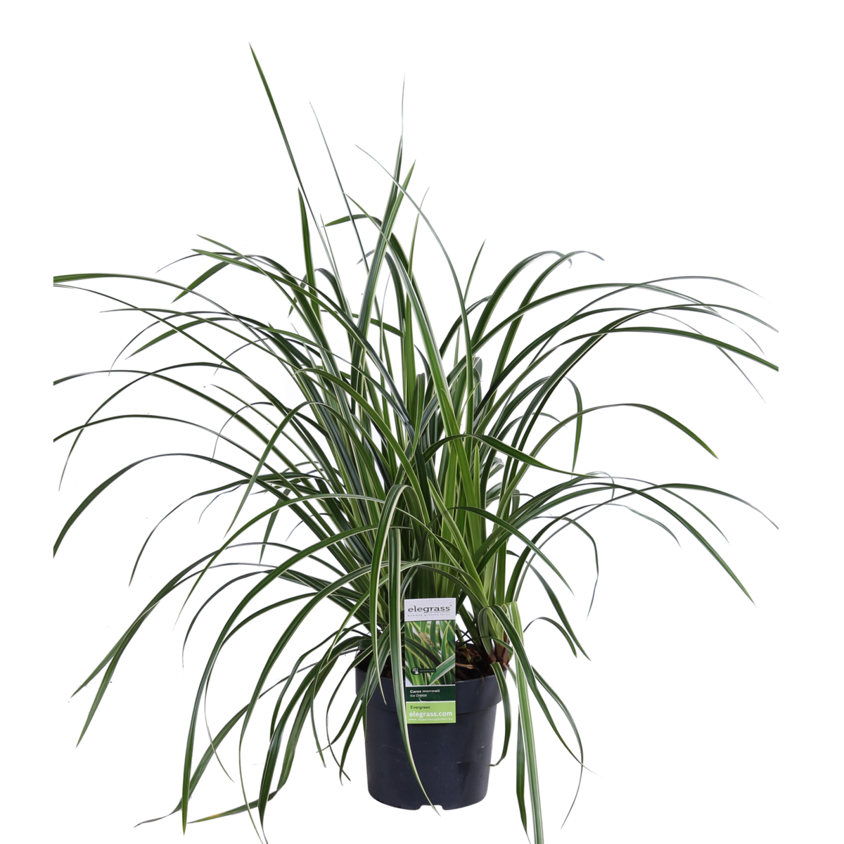 3x - Carex morrowii 'Ice Dance' - ↨30cm - Ø14