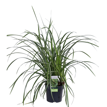 3x - Carex morrowii 'Ice Dance' - ↨30cm - Ø14