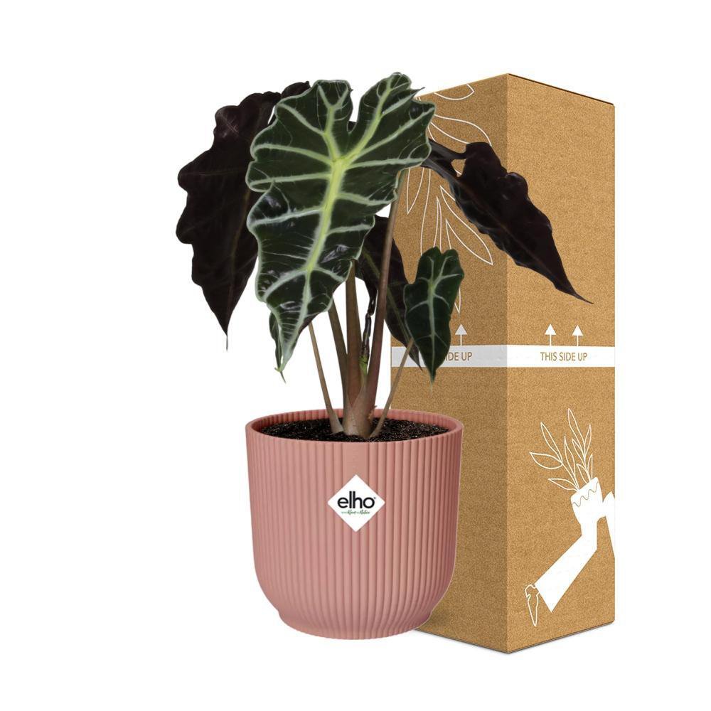 Alocasia 'Polly' in ELHO Vibes Fold 14cm pink