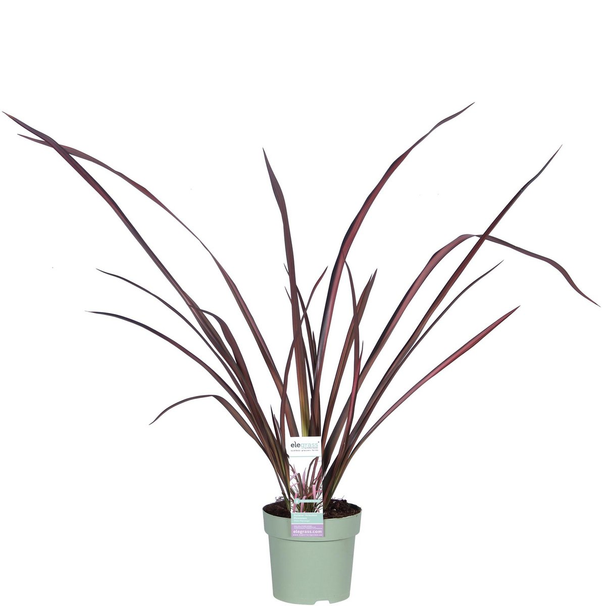 Phormium 'Pink Flamingo' - ↕50cm - Ø14