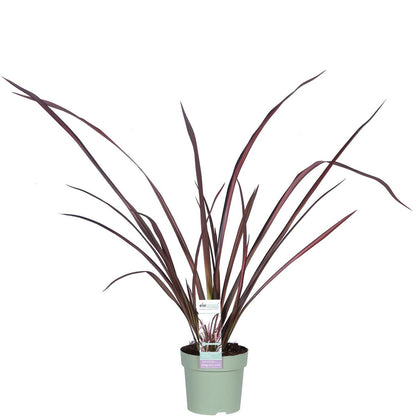 Phormium 'Pink Flamingo' - ↕50cm - Ø14