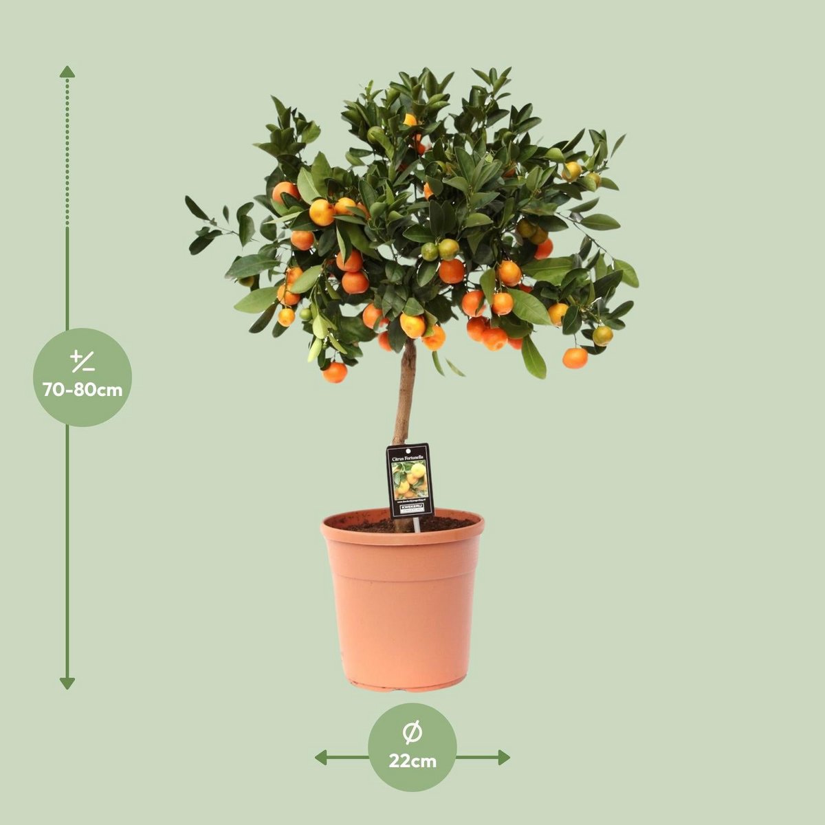 Citrus Calamondin | [P22-H80]