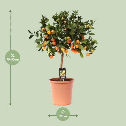 Citrus Calamondin | [P22-H80]