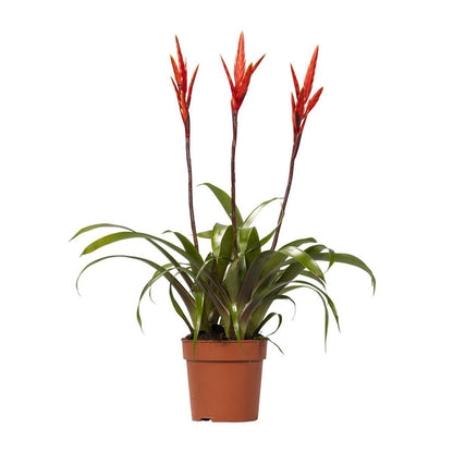 Vriesea Elan Tuft - Ø12cm - ↕55cm