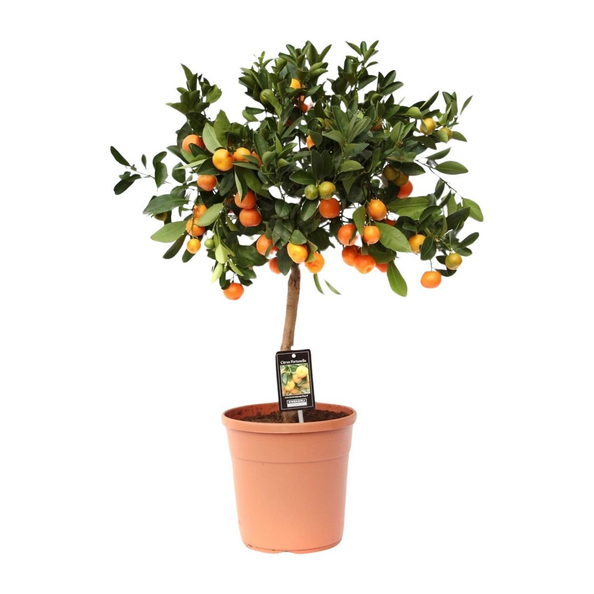 Citrus Calamondin | [P22-H80]