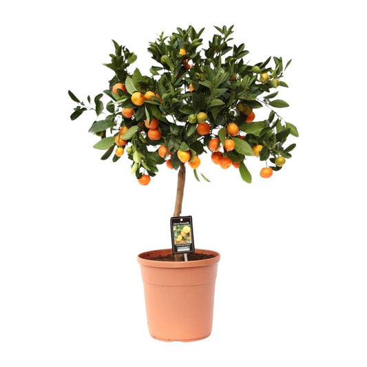 Citrus Calamondin | [P22-H80]