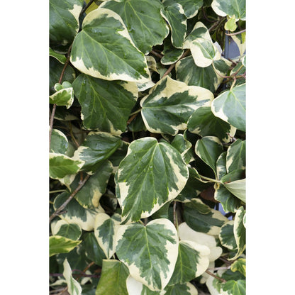 4x - Hedera Colchica 'Dentata variegata' - ↨65cm, Ø15