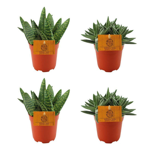 2x Aloe Paradisicum + 2x Crassula Tenelli - 4 stuks - Ø10.5cm - ↕10cm