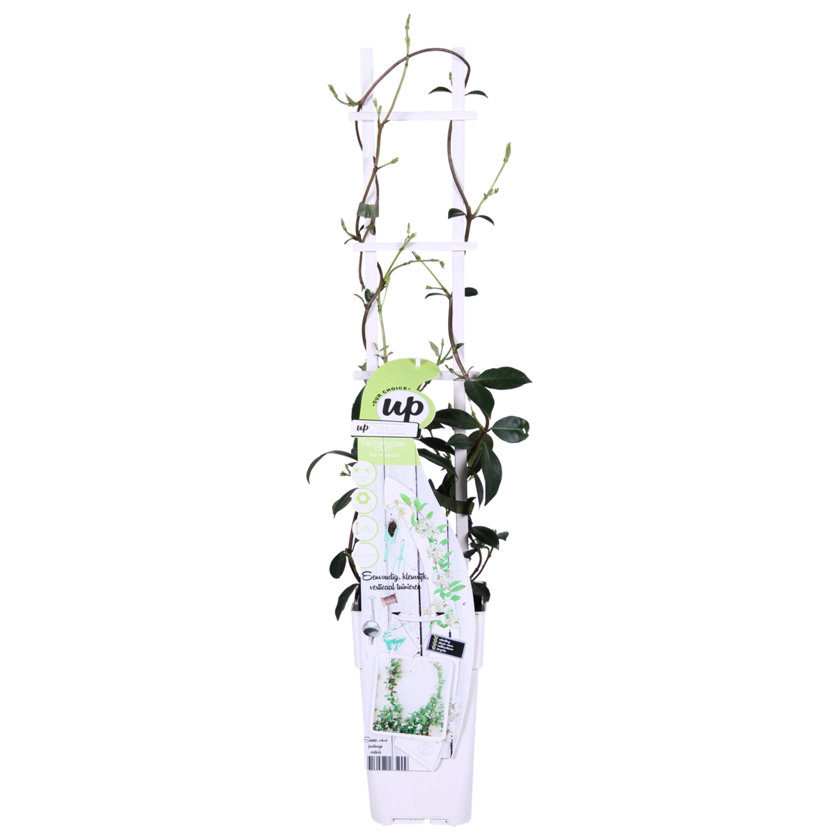 Trachelospermum 'Star of Venice' - Tuscan Jasmine White - Ø15cm - ↕65cm