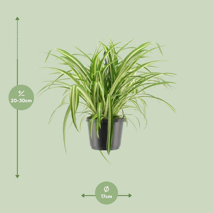 Chlorophytum Com. Variegatum Hangpot | [P17-H30]