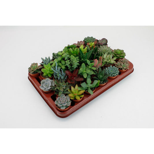 Succulent Mix - 30 pieces - Ø5.5cm - ↕7cm