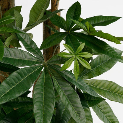 Artificial plant Pachira Green