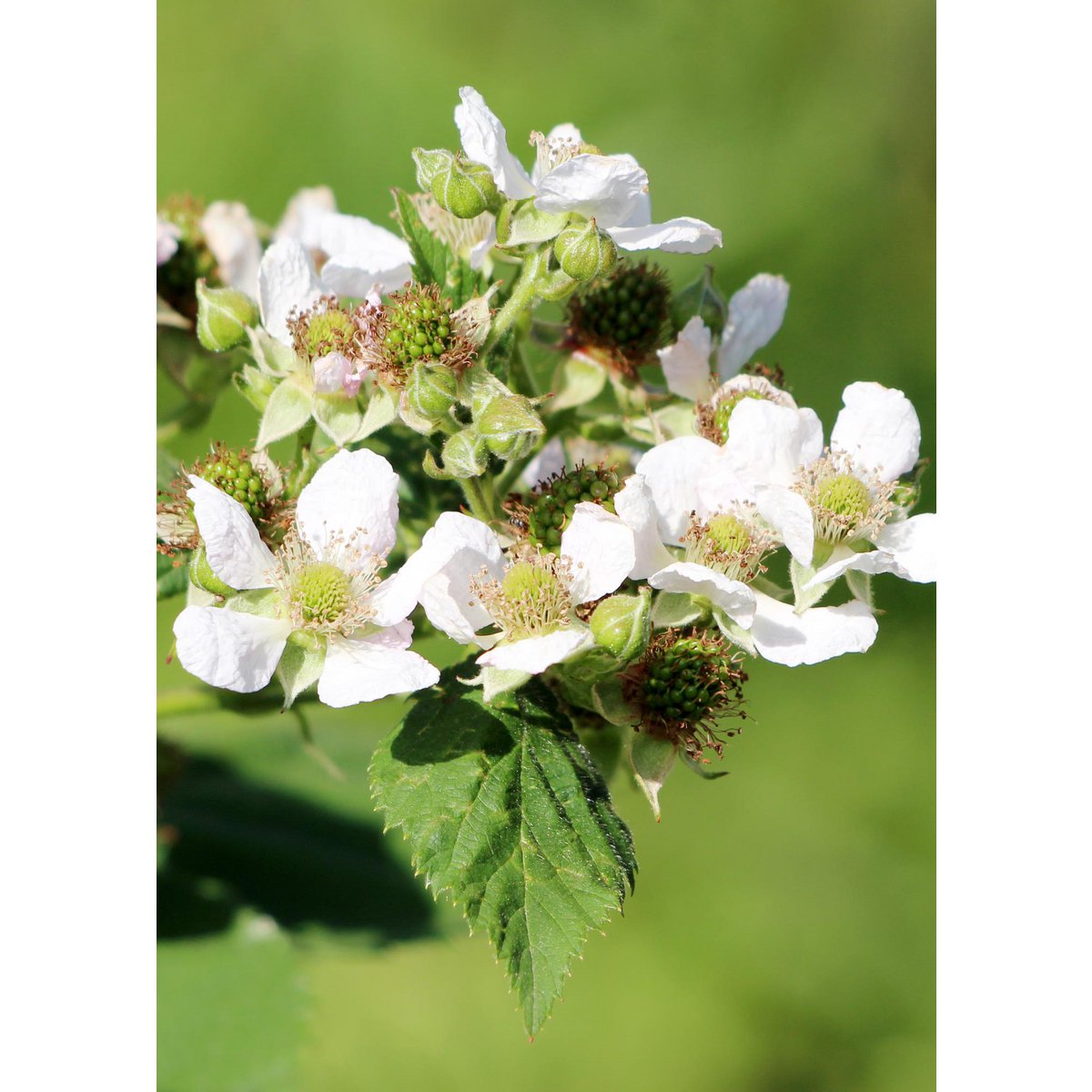 Rubus Idaeus 'Malling Promise' - ↕45cm - Ø13