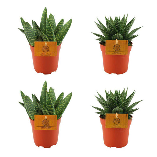 2x Aloe Paradisicum + 2x Gasteria Hybride Aurora - 4 stuks - Ø10.5cm - ↕10cm