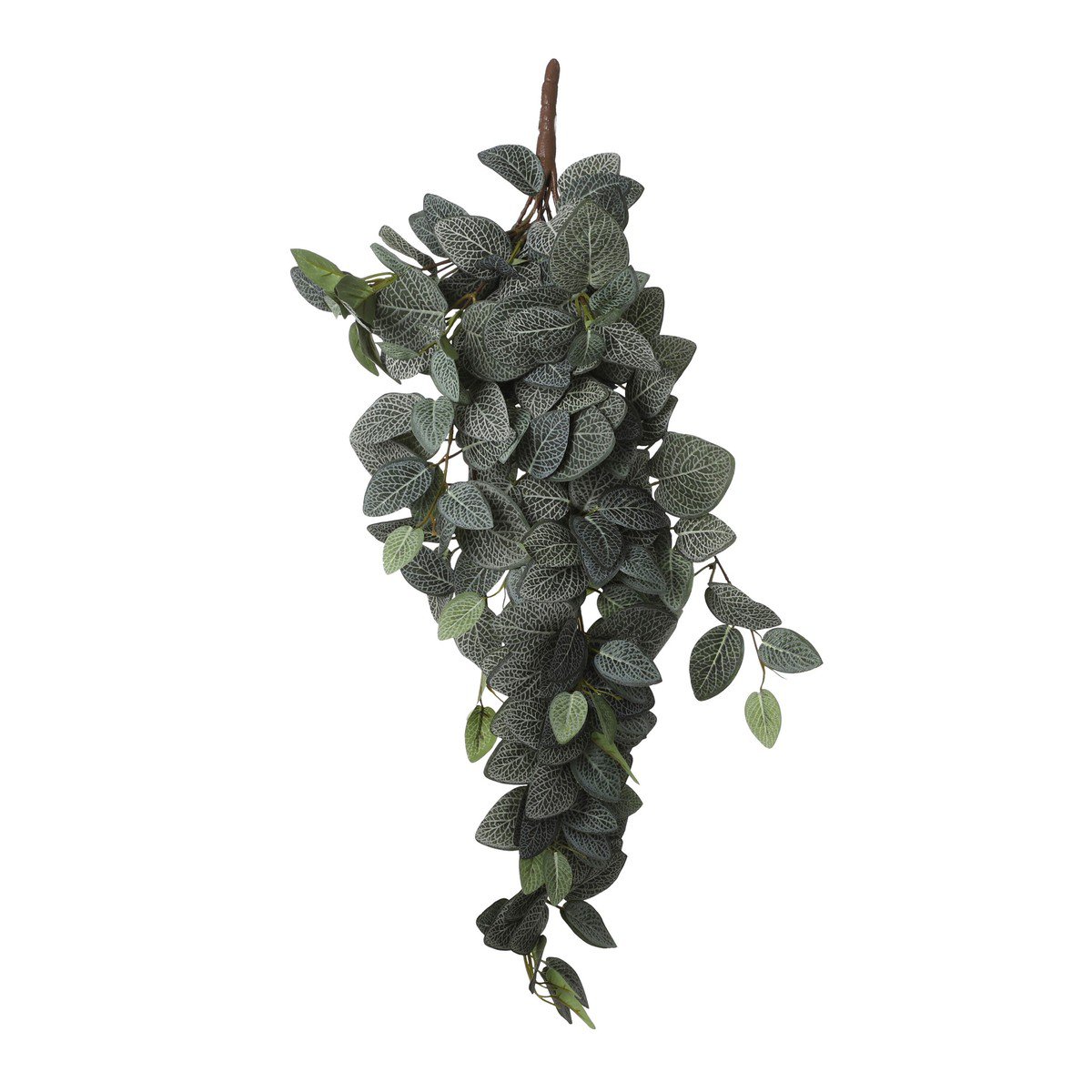 Artificial hanging plant Fittonia Green