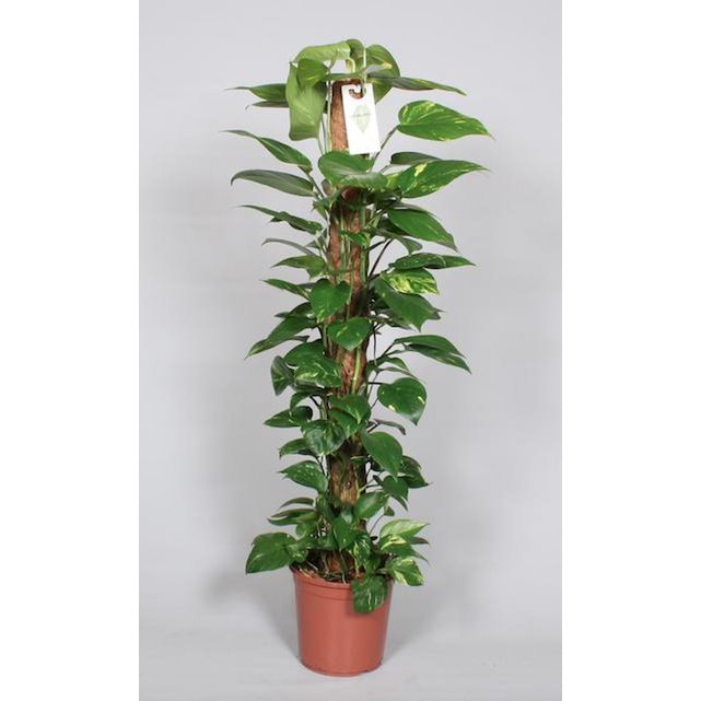 Epipremnum Pinnatum Mosstok 120cm Scindapsus - Ø24cm - ↕120cm