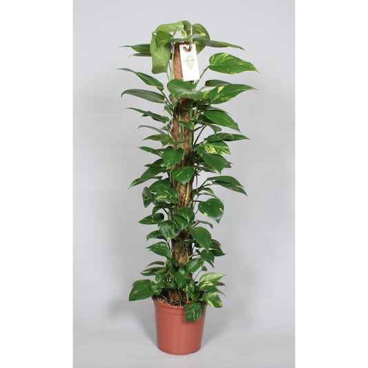 Epipremnum Pinnatum Mosstok 120cm Scindapsus - Ø24cm - ↕120cm