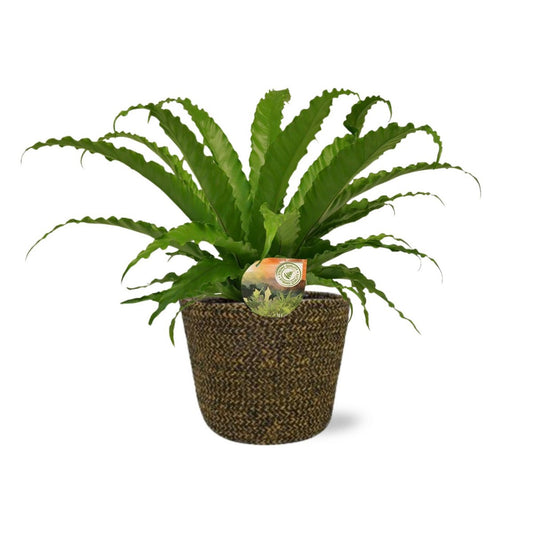 Asplenium Osaka - Ø17cm - ↕40cm + Selin Pot D18x16cm - Black