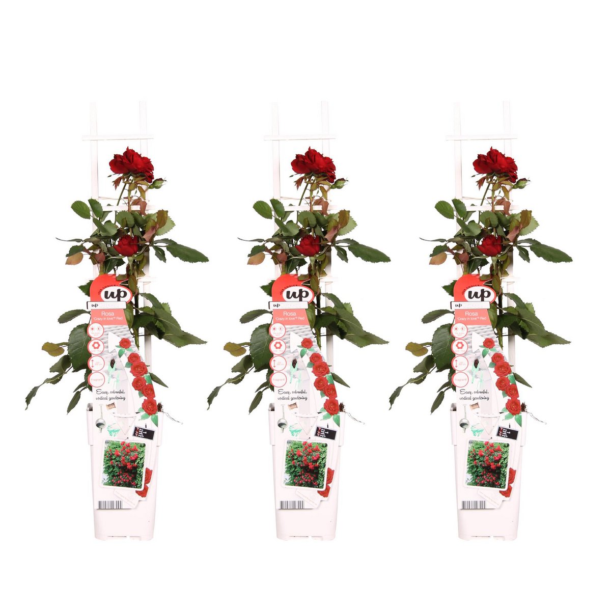 3x - Rosa Crazy in love 'Red' - ↨65cm,Ø15