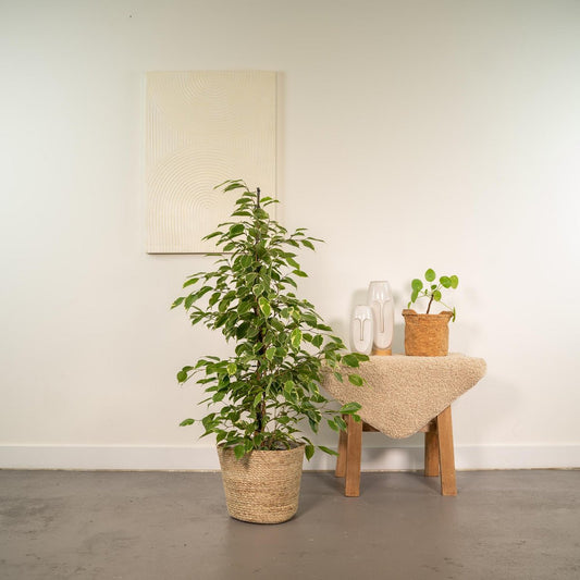 Ficus benjamina Goldenking - Ø21cm - ↕95cm + Mand Selin