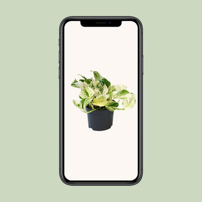 PROMO - Epipremnum Happy Leaf - Scindapsus - Ø12cm - ↕15cm