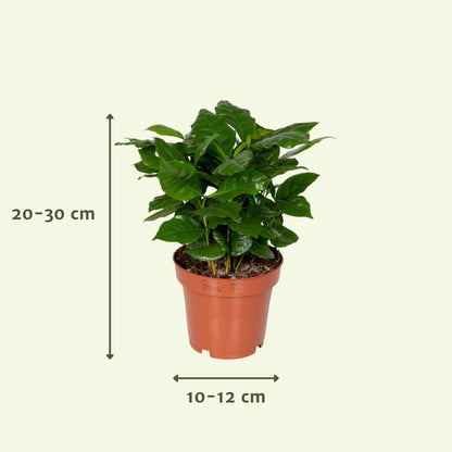 Surprise box - 8 various houseplants - ø12cm - ↕10-25 cm