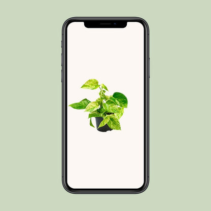 Epipremnum Marble Queen - Scindapsus - Ø15cm - ↕25cm - Ø12 - ↨15cm