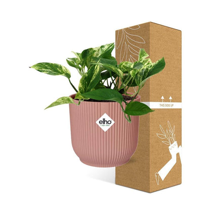 Scindapsus (Epipremnum) Marble Queen in ELHO Vibes Fold 14cm roze