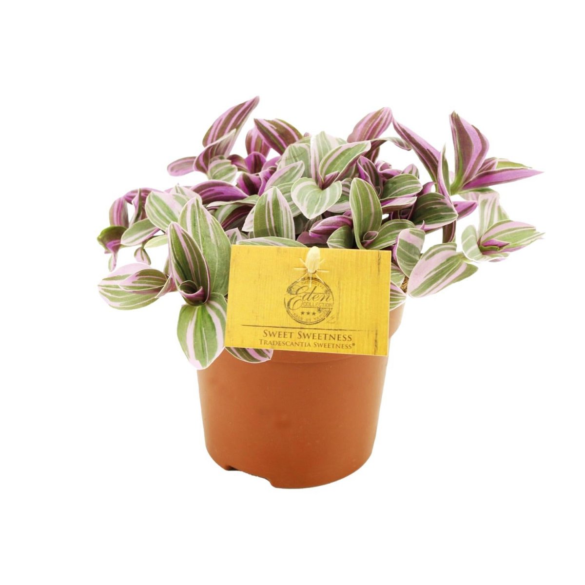 Tradescantia Sweetness 10,5cm - Ø10,5cm - ↕10cm