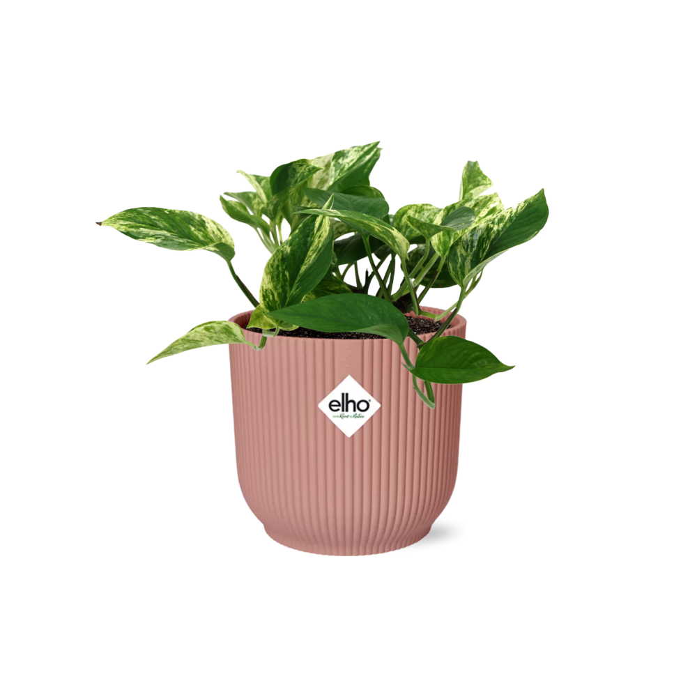 Scindapsus (Epipremnum) Marble Queen in ELHO Vibes Fold 14cm roze