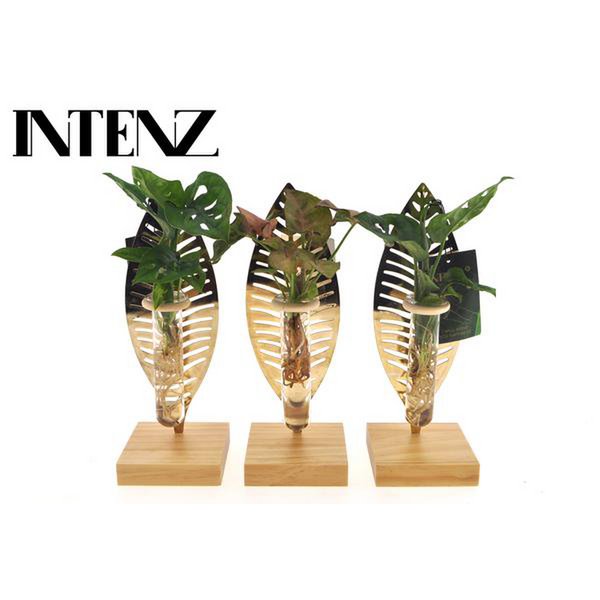 Houseplant Mix In Verona Glass - 1 piece - Ø7 ↕10