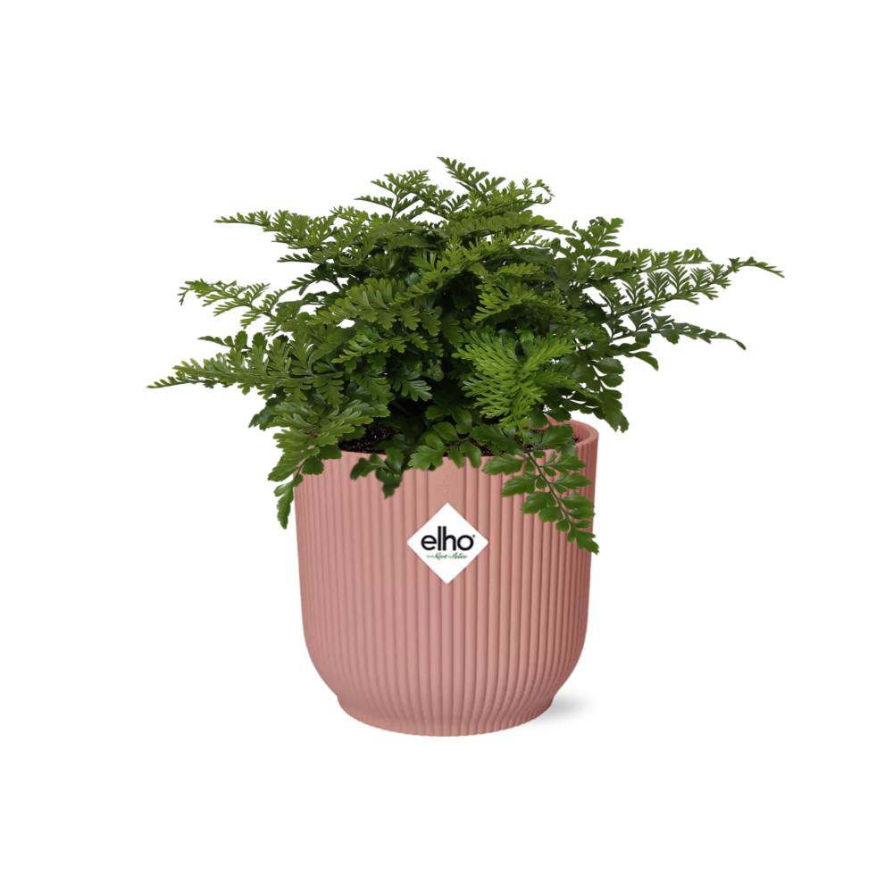 Asplenium Parvati in ELHO Vibes Fold 14cm pink