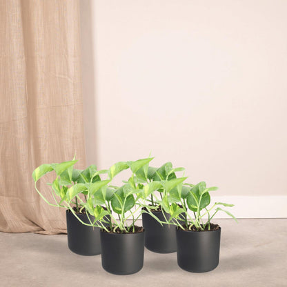 Epipremnum Aureum - 4 pieces - ø12cm - ↕20cm