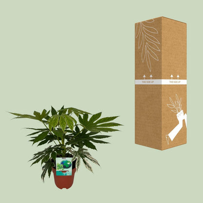 WSTKB [P19-H60] Fatsia SpiderWeb