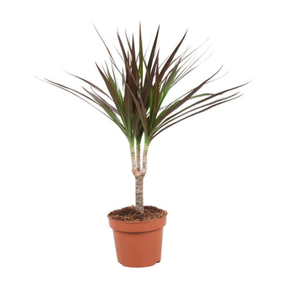 Dracaena Magenta Enkele Stam - Hoogte 50-55 | [P12-H50]
