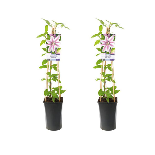 Clematis Nelly Moser - 2 pieces - Ø17cm - ↕75cm
