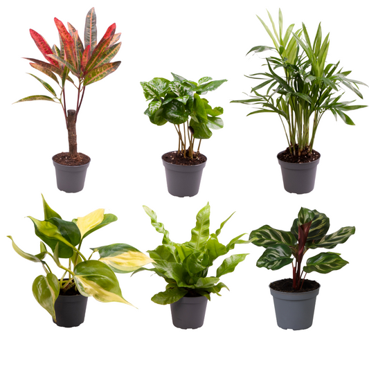 Baby Plants Surprise box - Ø6cm - ↕12cm - X6