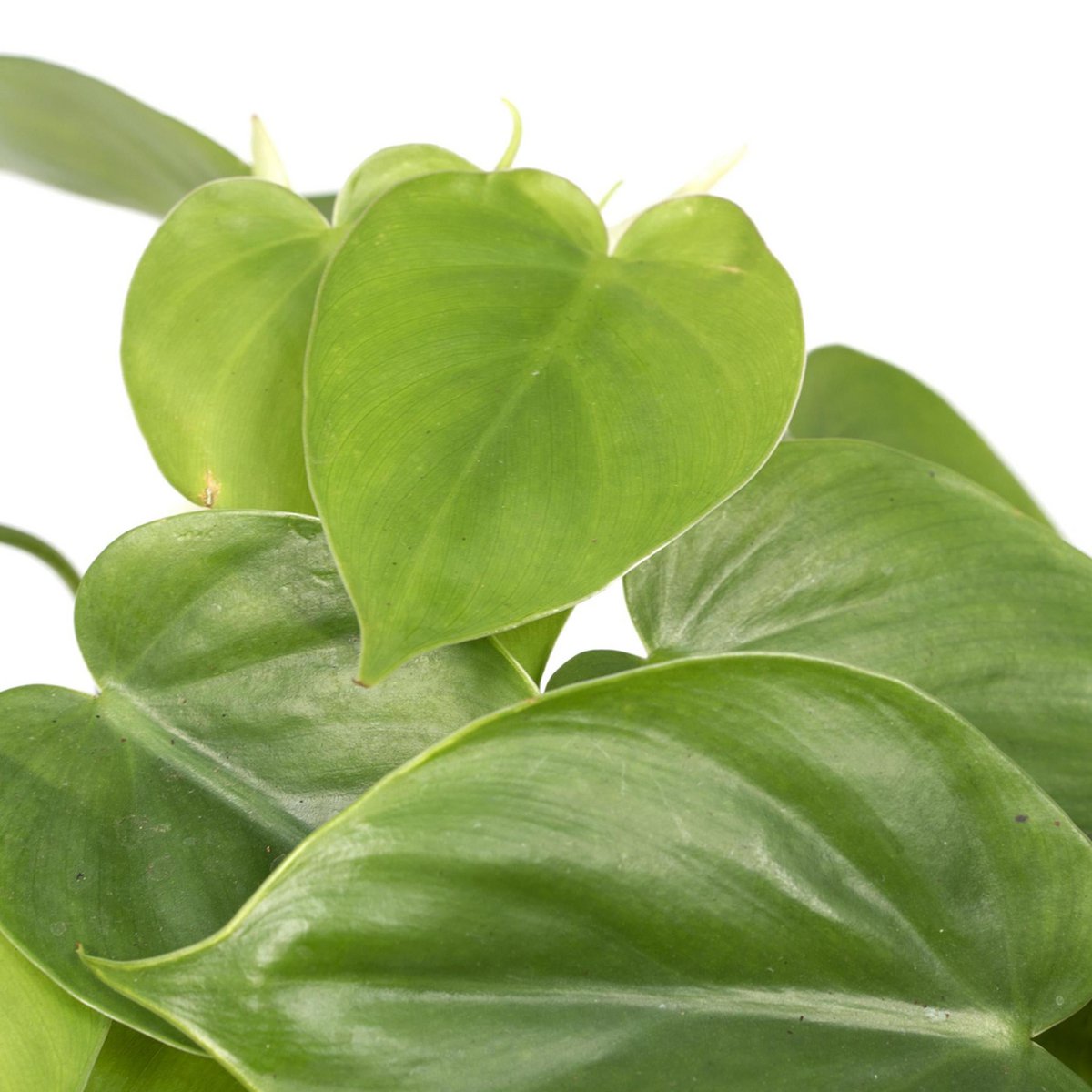 Philodendron Scandens - Ø12cm - ↕15cm