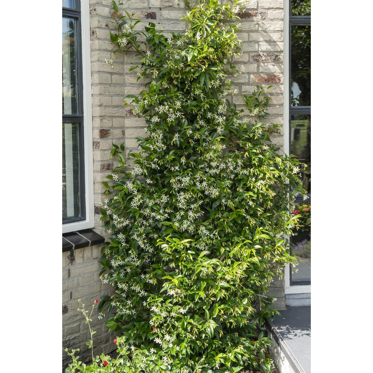 2x - Trachelospermum 'Star of Venice' - ↨65cm - Ø15