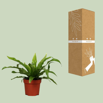 JGROOT [P12-H25] Asplenium Antiquum