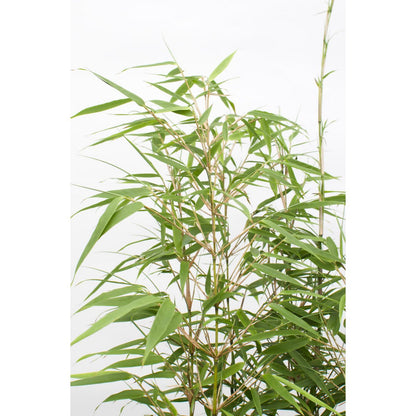 8x Fargesia rufa - ↨40cm - Ø14