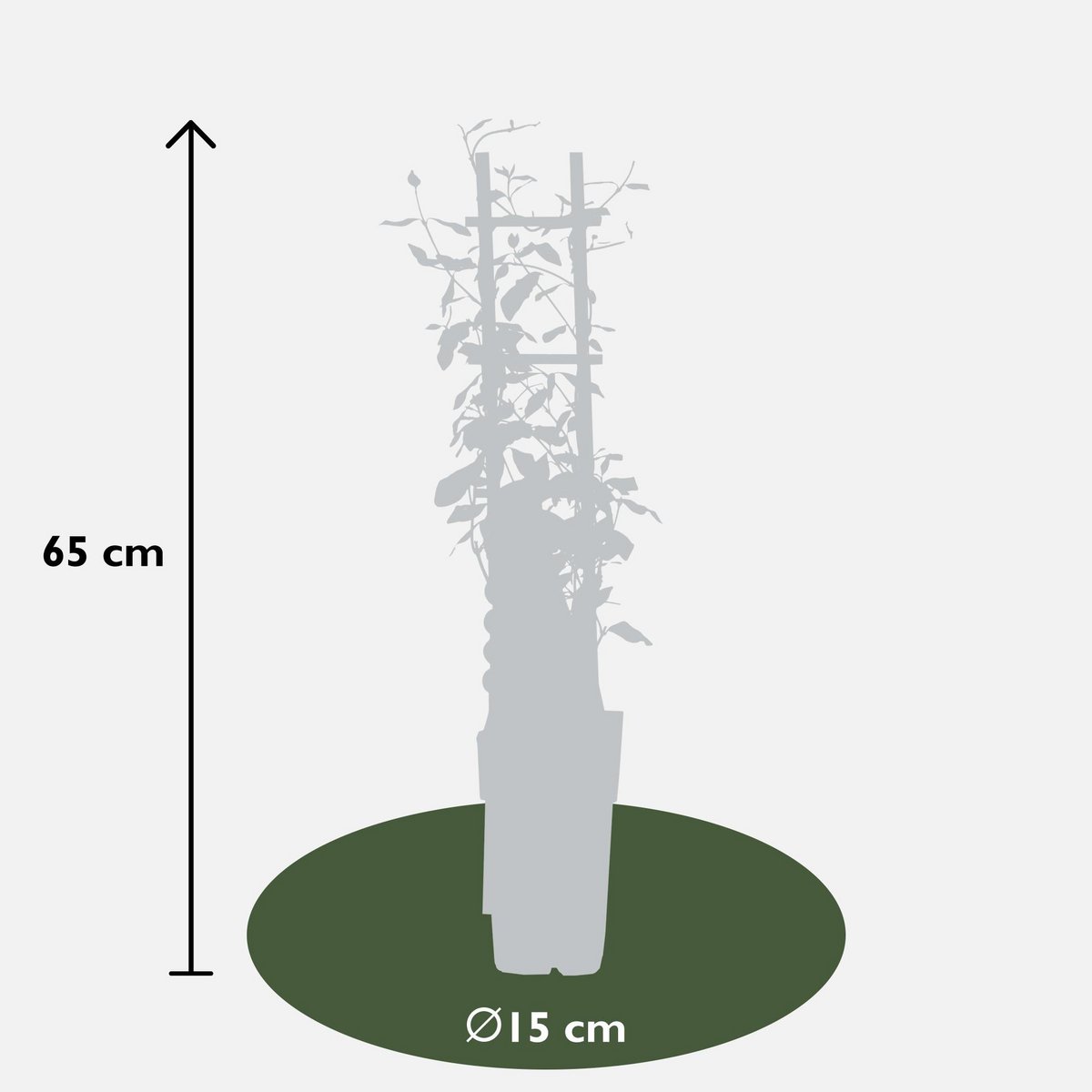 Trachelospermum 'Star of Toscana' - Tuscan Jasmine Geel - Ø15cm - ↕65cm