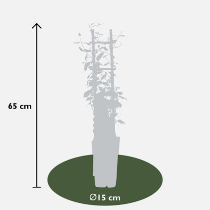 Trachelospermum 'Star of Toscana' - Tuscan Jasmine Geel - Ø15cm - ↕65cm